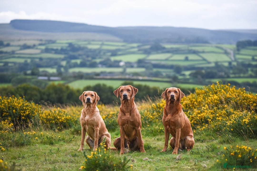Labrador Retriever dogs for sale: 9 KC Registered Fox Red Labrador Puppies  - Image 7