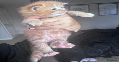 Maine Coon cats - Advert 12