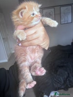 Maine Coon cats - Advert 12