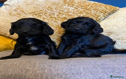 Cockapoo dogs for sale: F1 Cockapoo puppies boys - Image 5