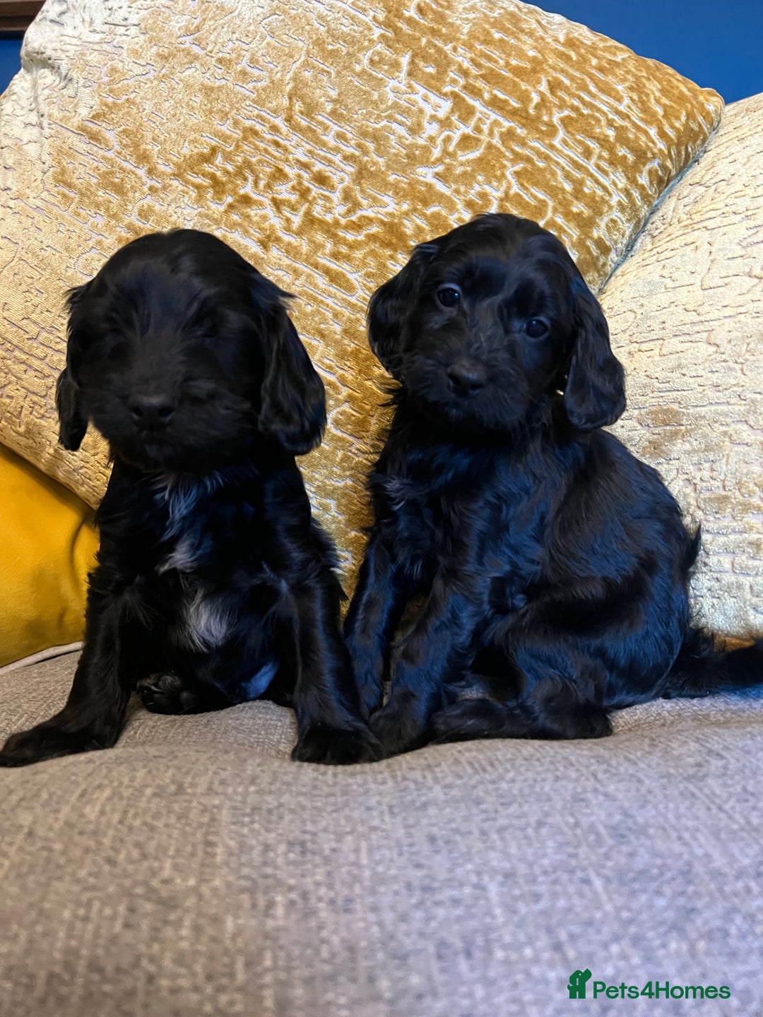 Cockapoo dogs for sale: F1 Cockapoo puppies boys - Image 5