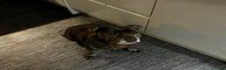 Staffordshire Bull Terrier dogs for sale: Staffordshire Bull Terrier Puppies - Advert 3