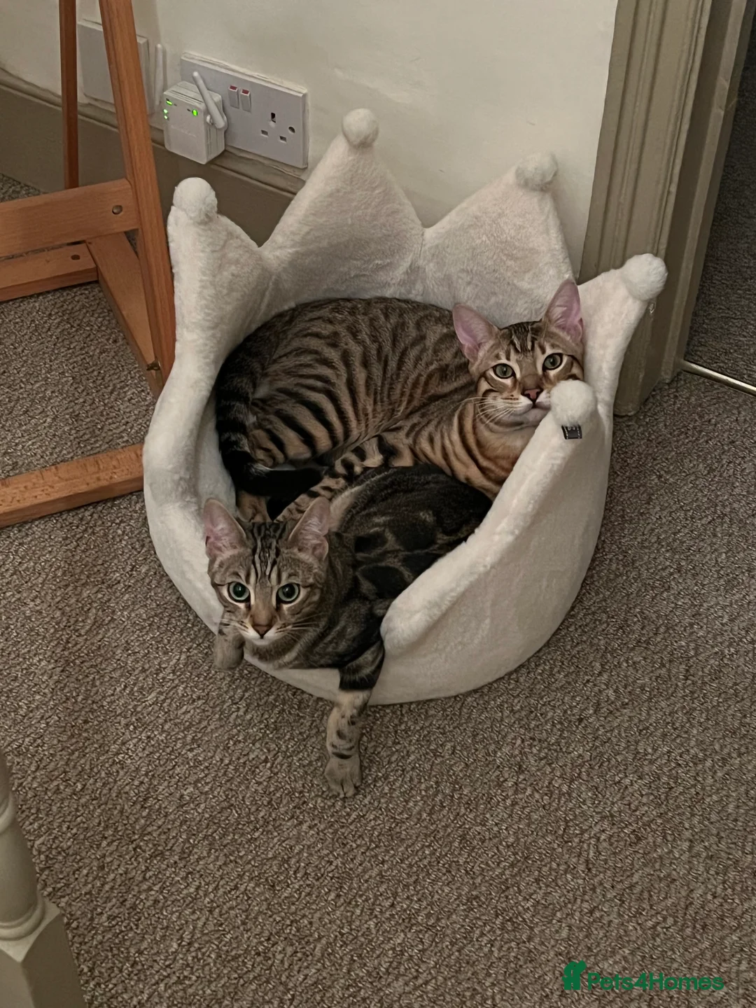 Bengal cats for sale: Two Beautiful Bengal kittens  in London - Advert 3