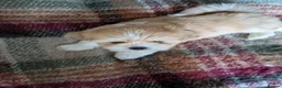 Lhasa Apso dogs for sale: Lhasa Apso puppies in Kent - Advert 25