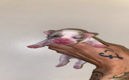 French Bulldog dogs for sale: French bulldogs  - Image 6