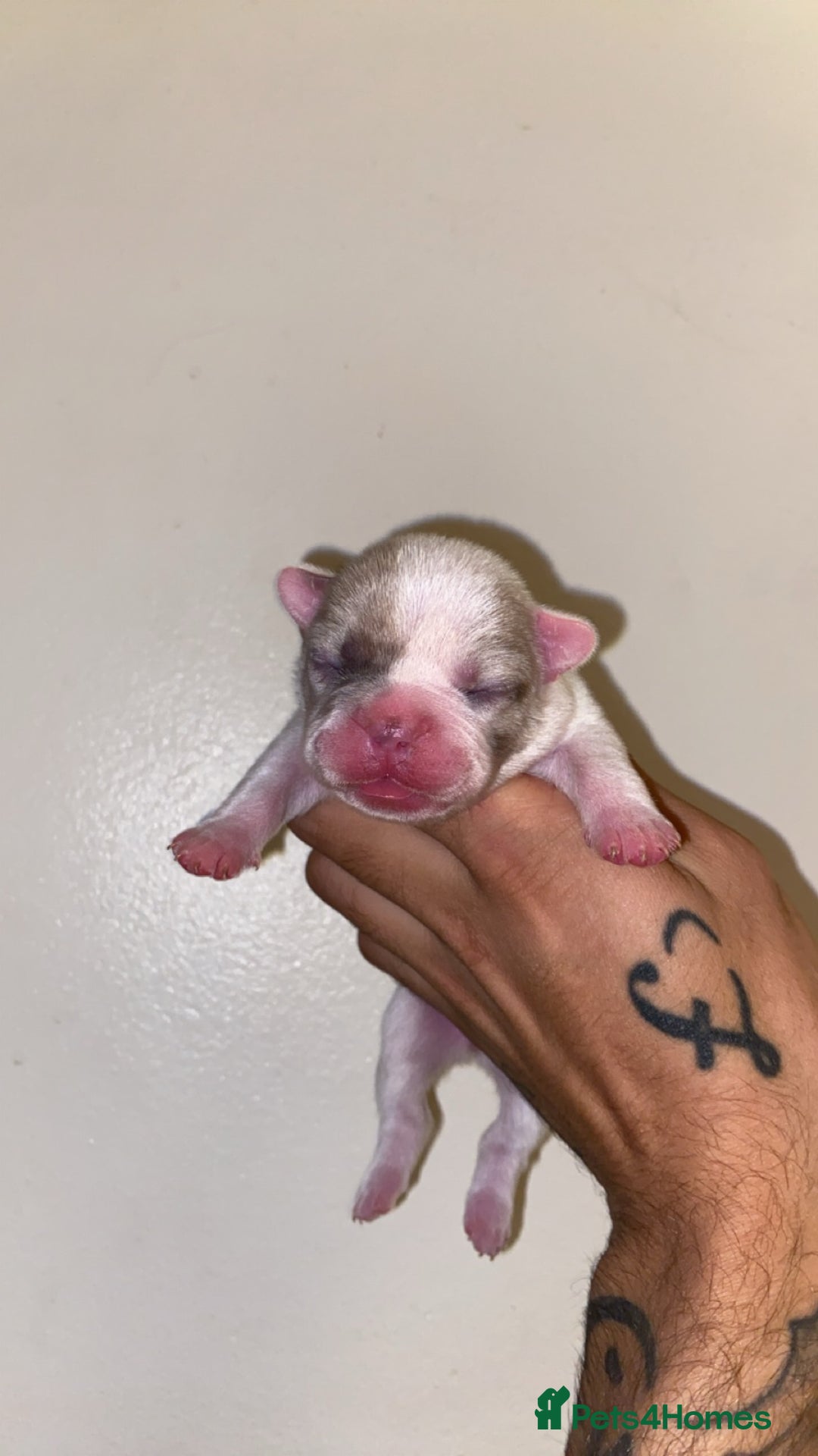 French Bulldog dogs for sale: French bulldogs  - Image 6