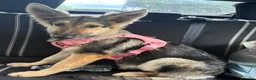 German Shepherd dogs for sale: Beautiful 5 month old German shepherd girl in Manchester - Advert 2