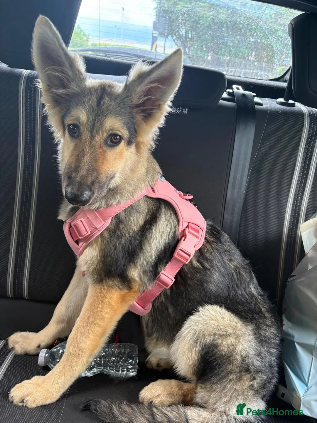 German Shepherd dogs for sale: Beautiful 5 month old German shepherd girl in Manchester - Advert 2