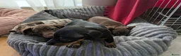 Miniature Dachshund dogs for sale: BEAUTIFUL MINIATURE DACHSHUND PUPPIES – GLASGOW 🐾 - Advert 9