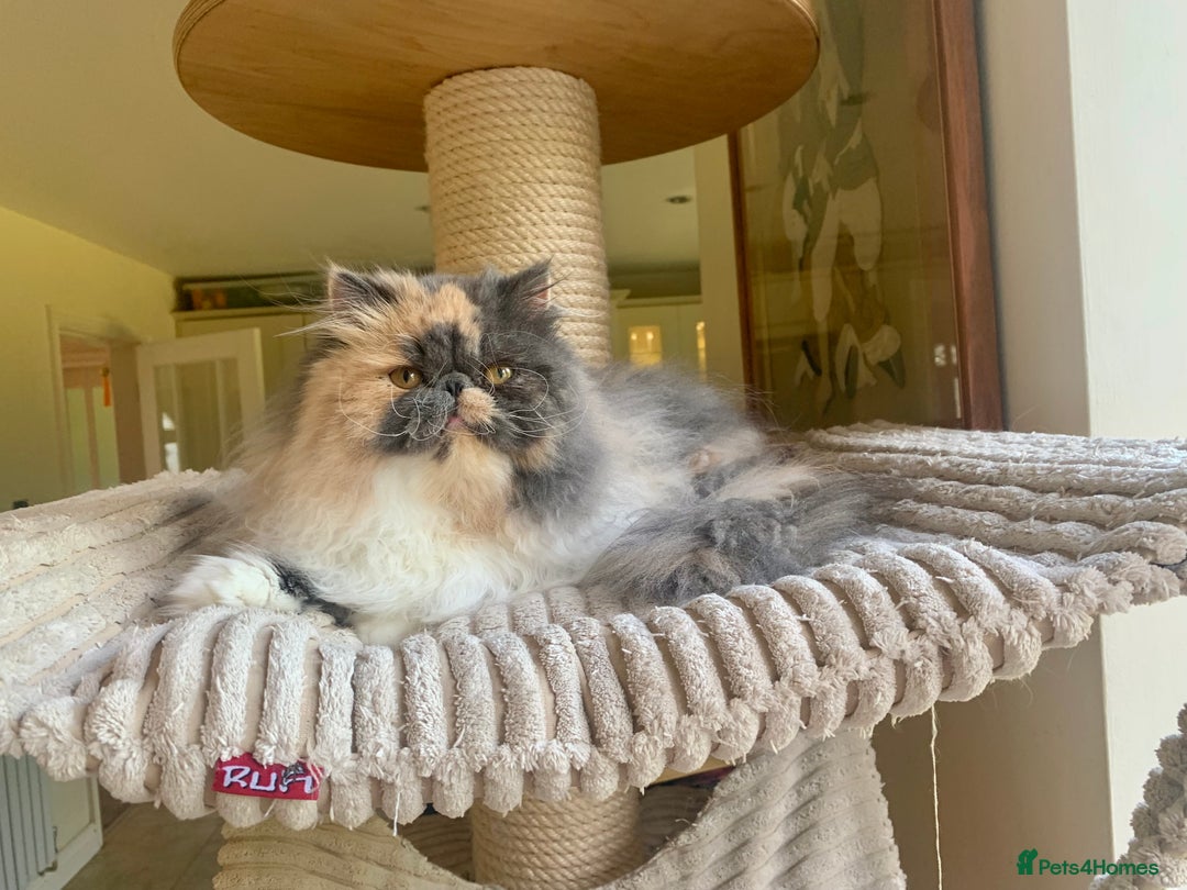 Persian cats for sale: Exceptional GCCF Persian baby    - Image 8