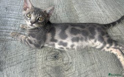 Bengal cats for sale: Striking Blue TICA Male Bengal Kittens 💙  - Image 11