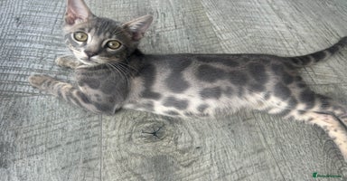 Bengal cats - Advert 2