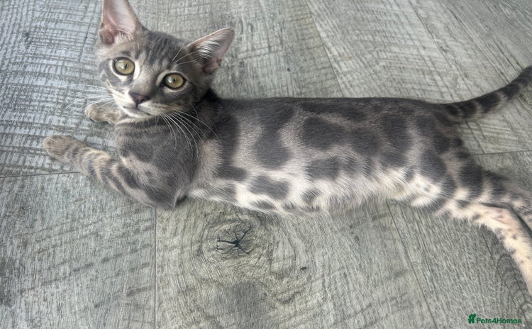 Bengal cats - Advert 4