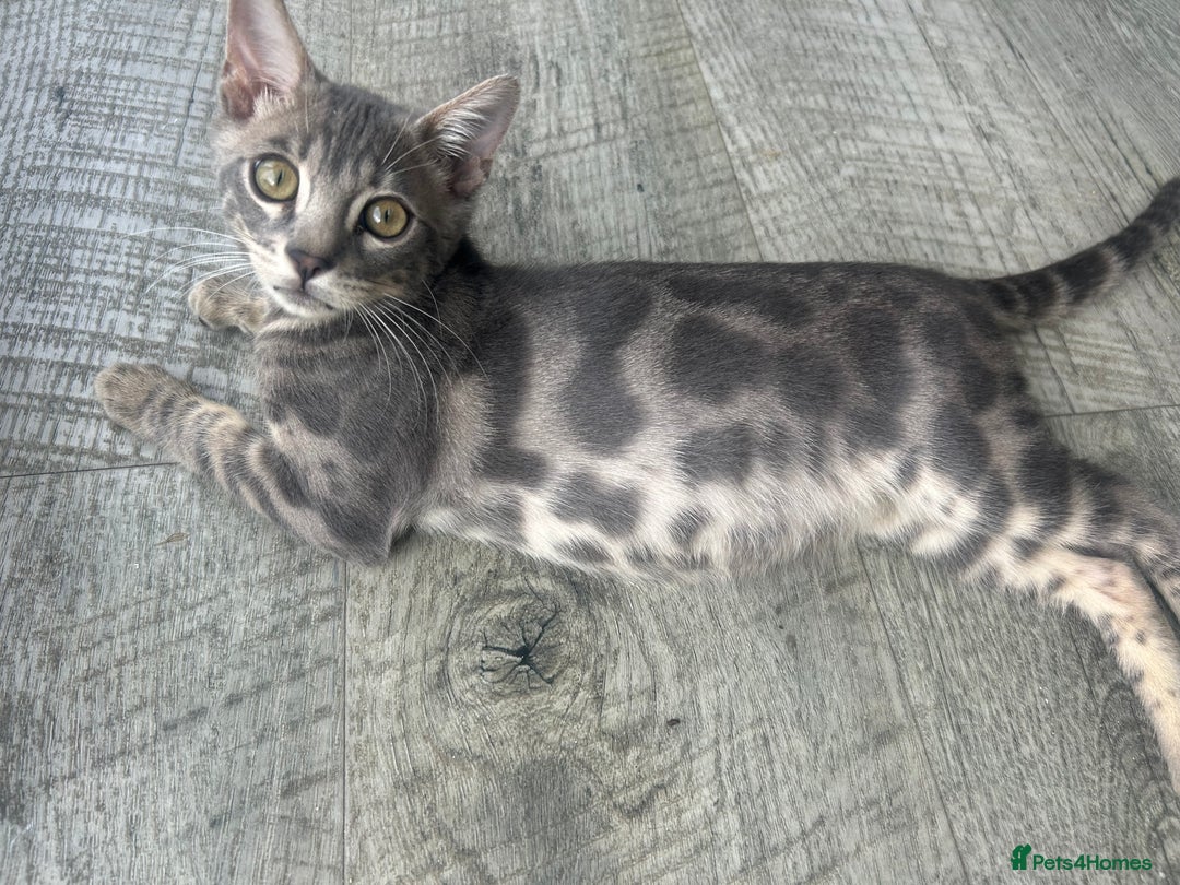 Bengal cats for sale: Striking Blue TICA Male Bengal Kittens 💙  - Image 11