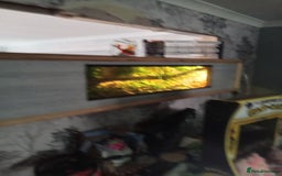 Python Snake reptiles for sale: Python Snake +verium lights and heat  - Image 4