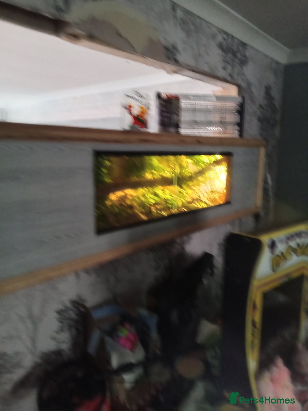 Python Snake reptiles for sale: Python Snake +verium lights and heat  - Image 4