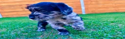 Labradoodle dogs for sale: Labradoodle Babies 🐾🐾🐾 - Advert 16