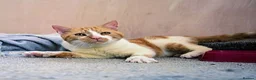 Mixed Breed cats for adoption: SANDI - Advert 4