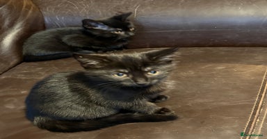 Mixed Breed cats - Advert 6