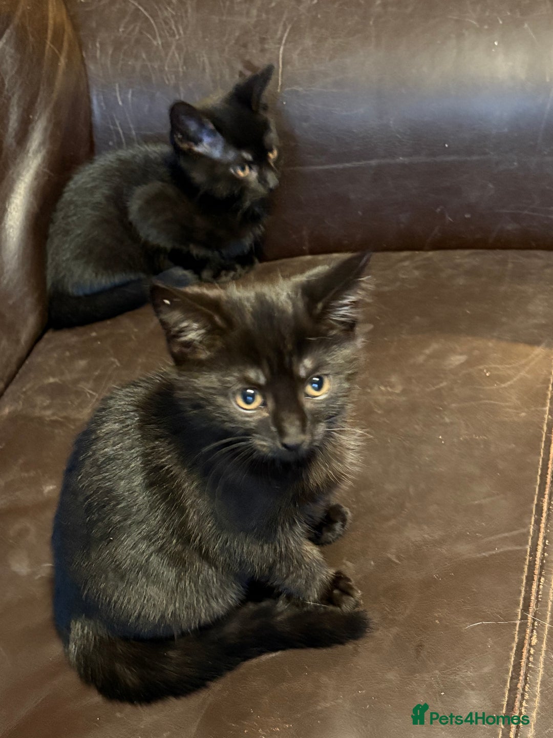 Mixed Breed cats for sale: 3 black kittens. 2 girls and 1 boy. Ready now 😀 - Image 3