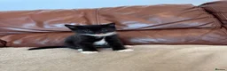 Mixed Breed cats for sale: Beautiful kittens  - Advert 7