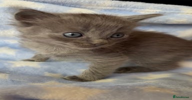 Ragdoll cats - Advert 1