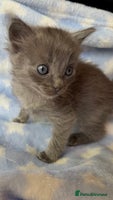 Ragdoll cats - Advert 3