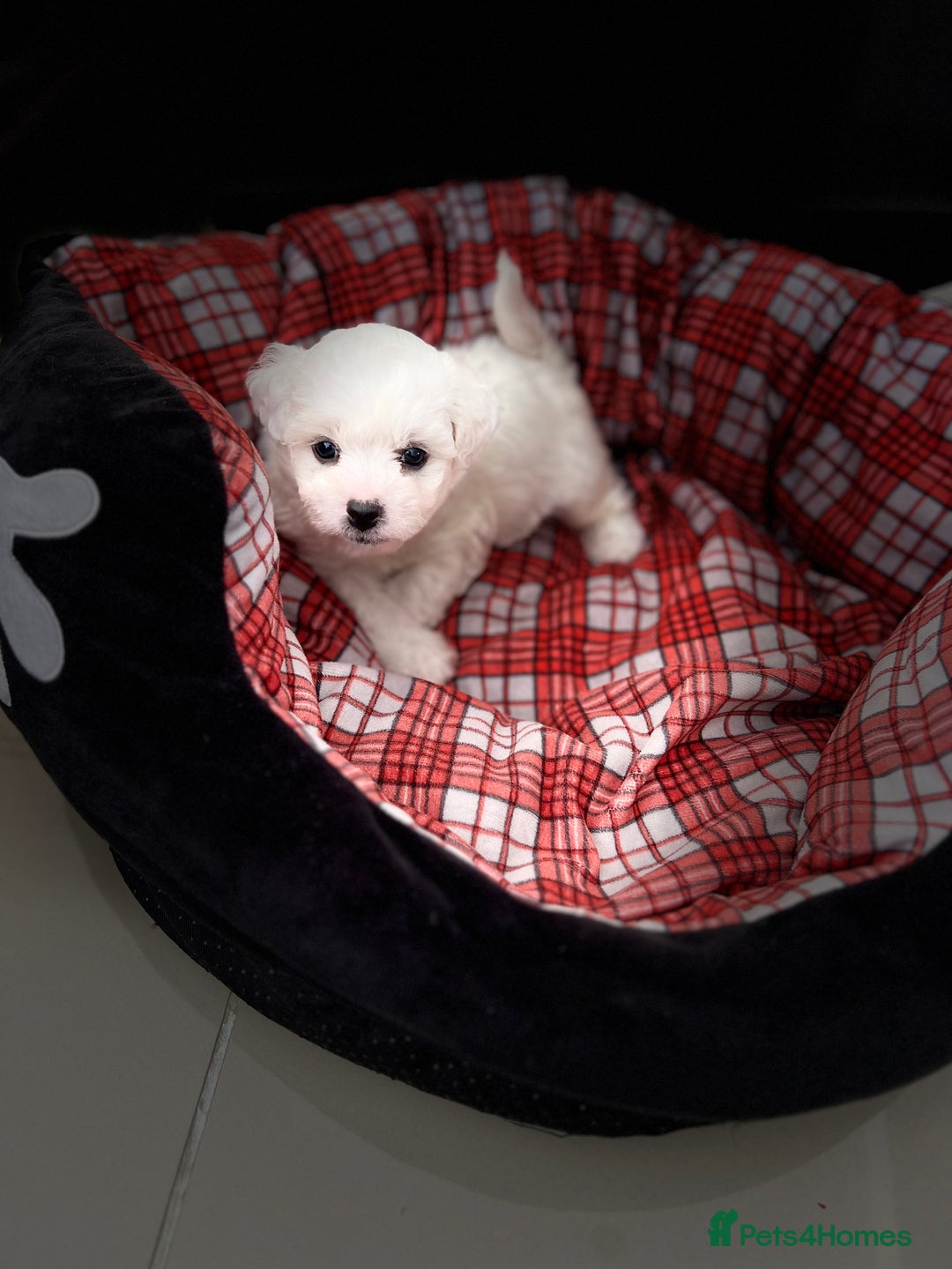 Bichon Frise dogs for sale: Pure Bichon Frise - Image 3