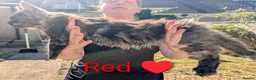 Maine Coon cats for sale: Large kittens growing nicely  - Advert 33