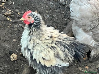 Chickens poultry Fizzy bantam chick - Advert 24