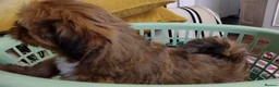 Lhasa Apso dogs for sale: Lhaso Apso puppies ready now! - Advert 5