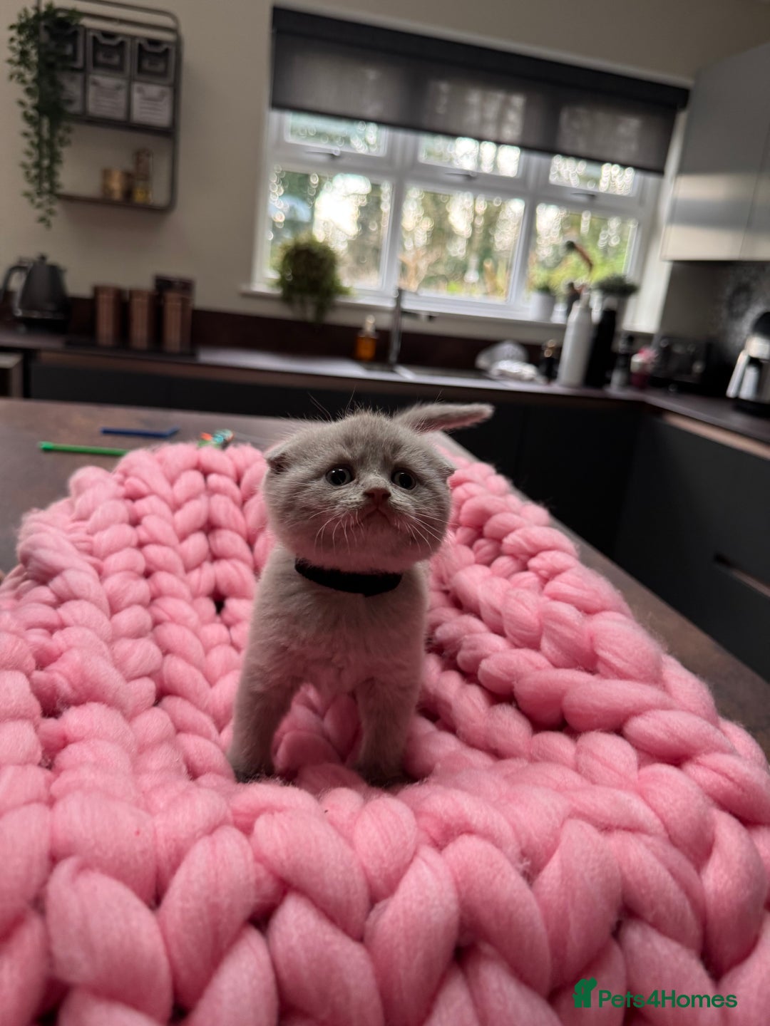 Scottish Fold cats for sale: Scottish Fold Kittens – Raised in our Family Home  - Advert 15