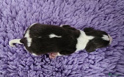 English Springer Spaniel dogs for sale: KC Vet DNA Home Socialised Springer Pups 5 ⭐️ - Image 15