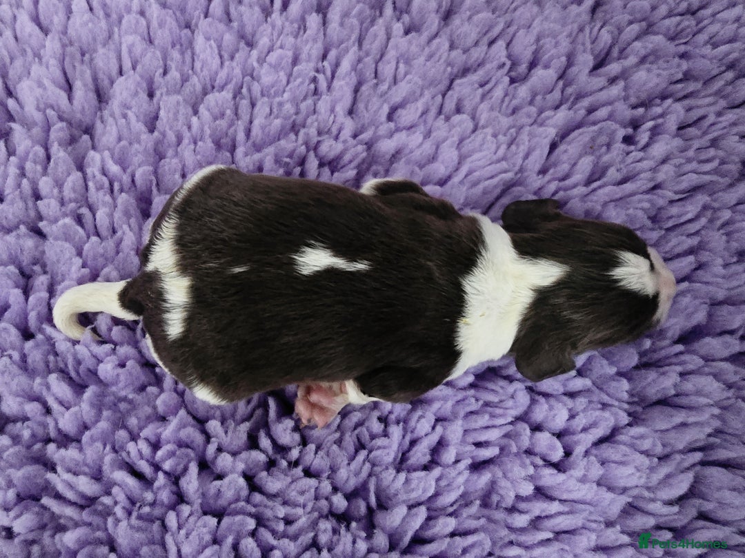 English Springer Spaniel dogs for sale: KC Vet DNA Home Socialised Springer Pups 5 ⭐️ - Image 15