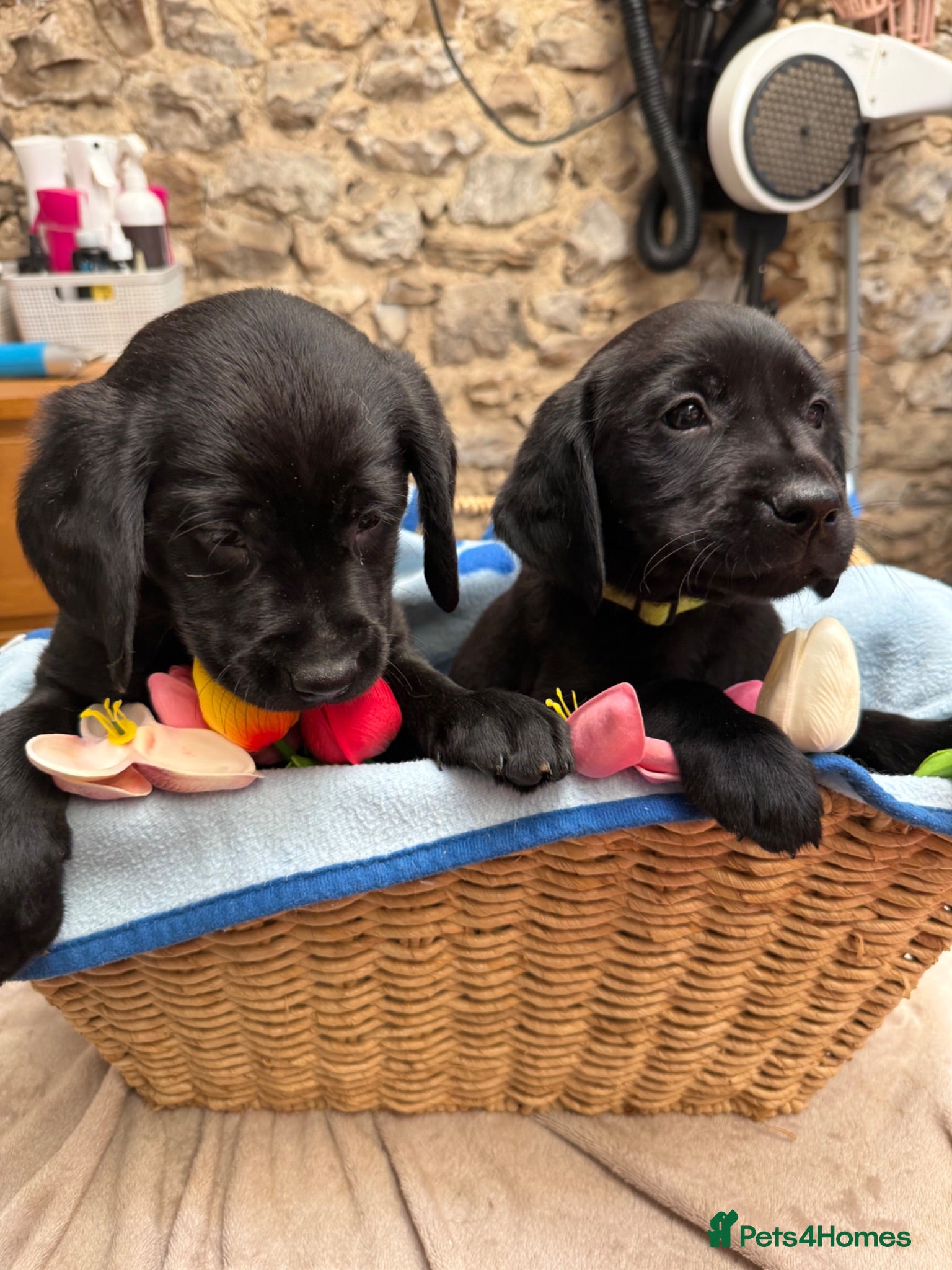 Goldador dogs Lovely chunky Goldador puppies - Advert 1