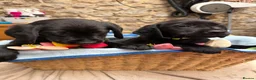Goldador dogs for sale: Lovely chunky Goldador puppies - Advert 1