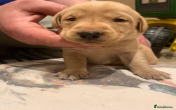 Labrador Retriever dogs for sale: Beautiful Labrador puppies for forever homes  - Image 3