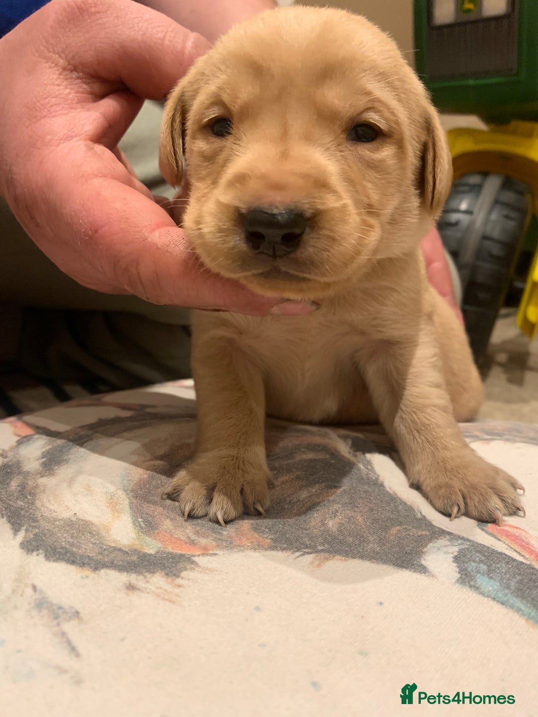 Labrador Retriever dogs for sale: Beautiful Labrador puppies for forever homes  - Image 3