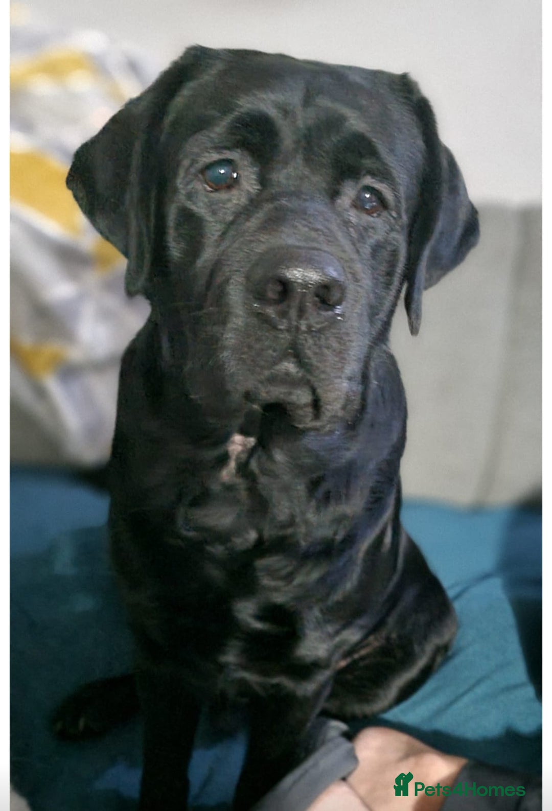 Labrador Retriever dogs for stud: Proven Fully DNA Tested for Stud in Harlow - Advert 4