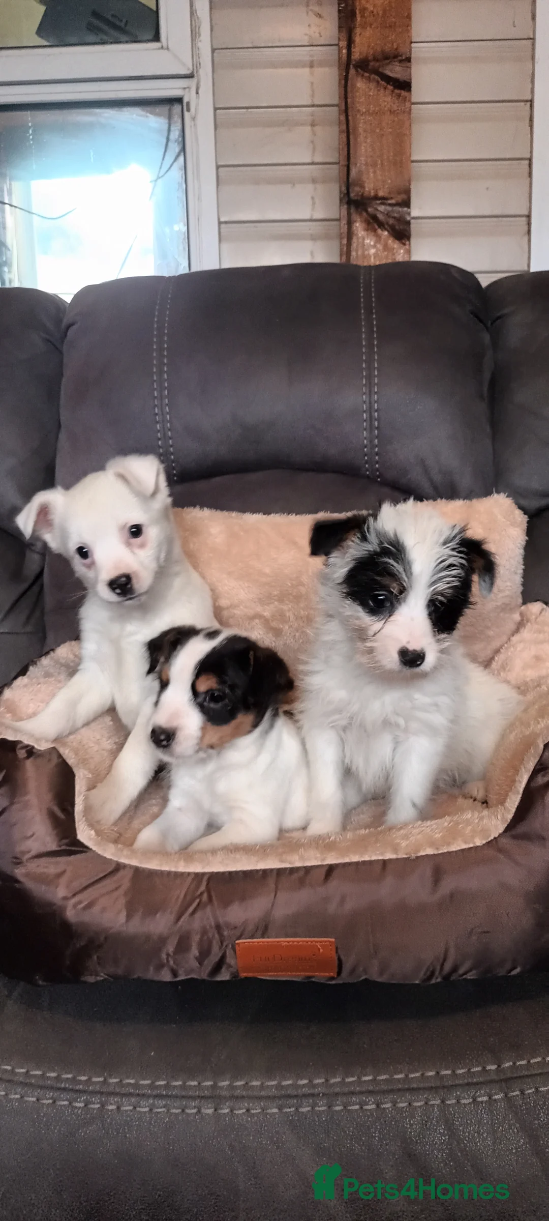 Jack Russell dogs for sale: Jack Russell puppies  - Advert 5