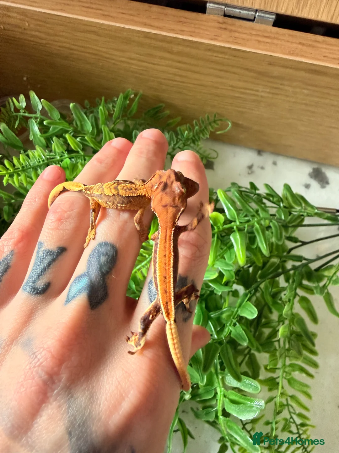 Mixed Breed reptiles for sale: Baby crested geckos - Advert 3