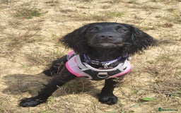 Cocker Spaniel dogs for sale: For Sale - Image 6