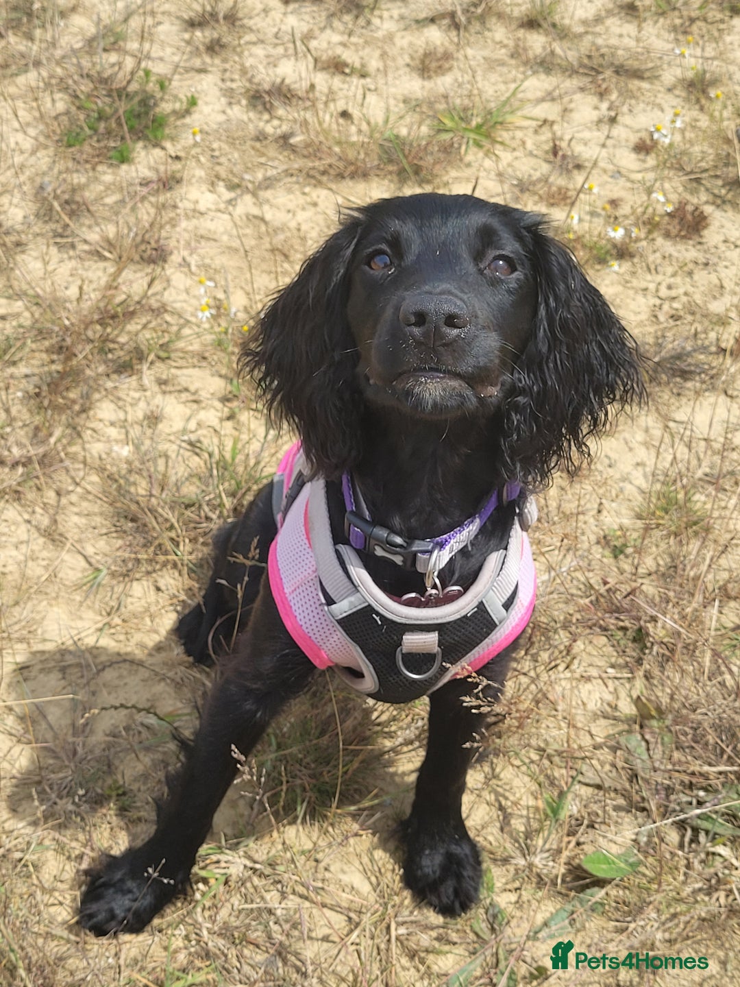Cocker Spaniel dogs for sale: For Sale - Image 6