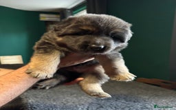 German Shepherd dogs for sale: German Shepherd Litter - Image 10