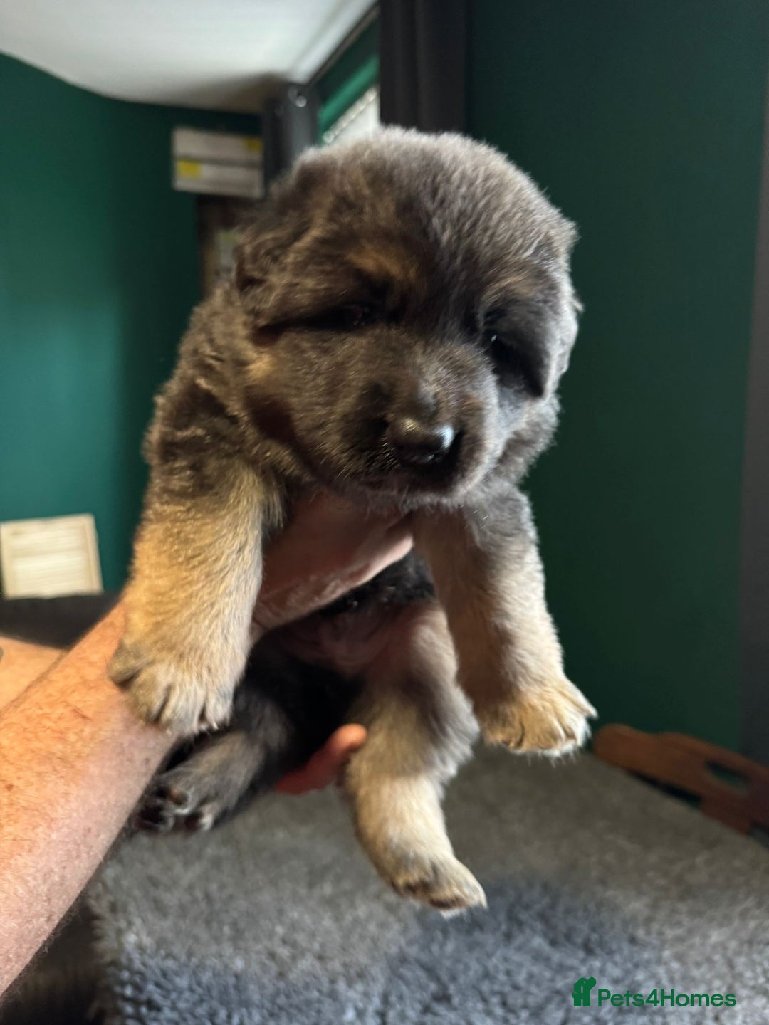 German Shepherd dogs for sale: German Shepherd Litter - Image 10