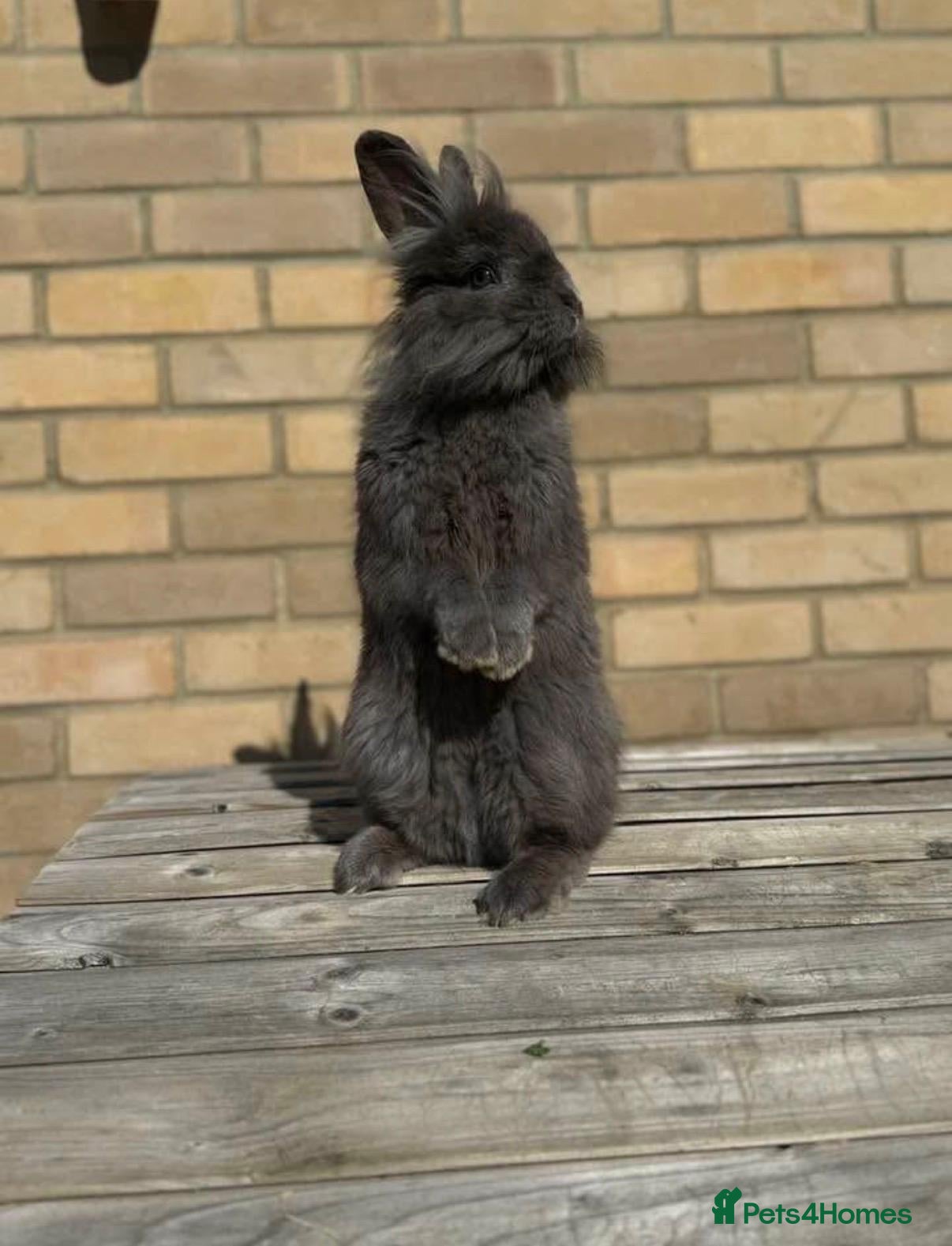 Mixed Breed rabbits Adult Lionhead (8 months old) - Advert 1