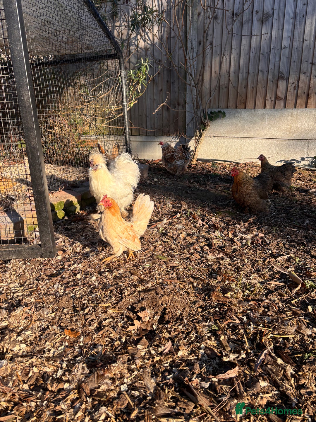 Chickens poultry for sale: FREE silkie cockerel - Advert 3