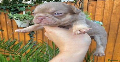 French Bulldog dogs - Advert 8