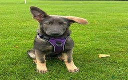 German Shepherd dogs for stud: PROVEN KC REG STRAIGHT BACK BLUE BICOLOUR in Redditch - Image 29