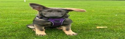 German Shepherd dogs for stud: PROVEN KC REG STRAIGHT BACK BLUE BICOLOUR in Redditch - Advert 29